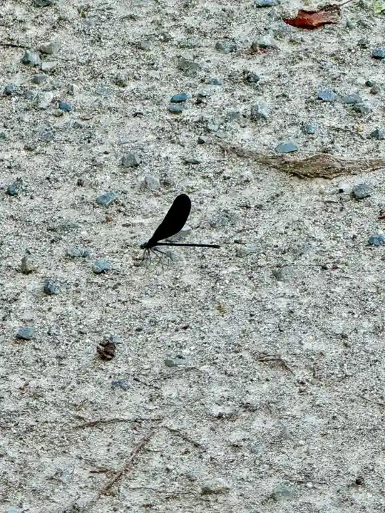 佐々尾神社(京都府)