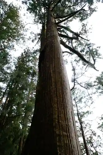 玉置神社の自然