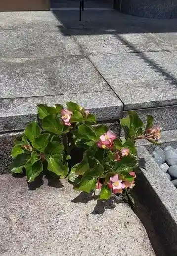 西方山極楽寺の自然