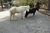 丹生川上神社(下社)の動物