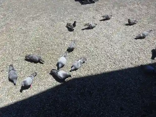 今市報徳二宮神社の動物