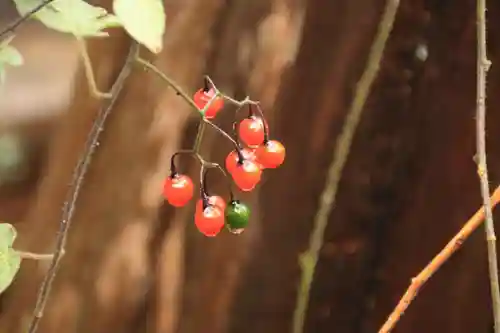 神炊館神社 ⁂奥州須賀川総鎮守⁂の自然
