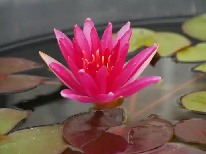 極楽山 浄土寺の自然