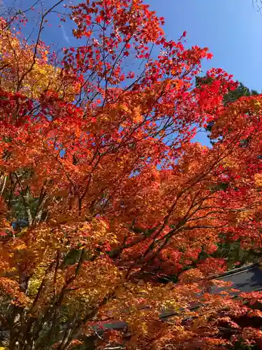 高野山金剛峯寺奥の院の自然