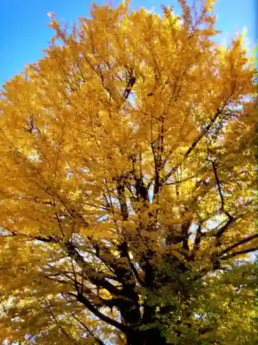 鳩森八幡神社の自然