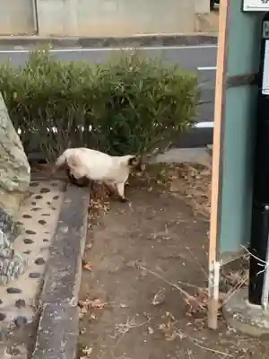 花長公園の社(仮称)の動物