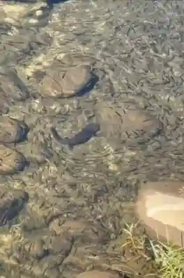 澄合厳島神社(広島県)