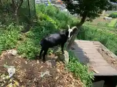 賀茂別雷神社の動物