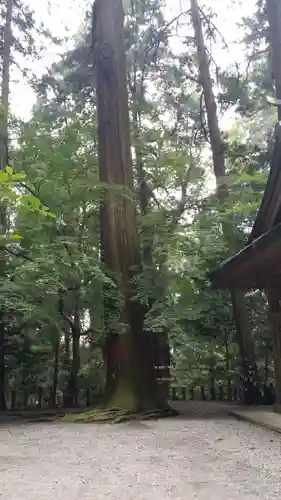 槵觸神社の自然