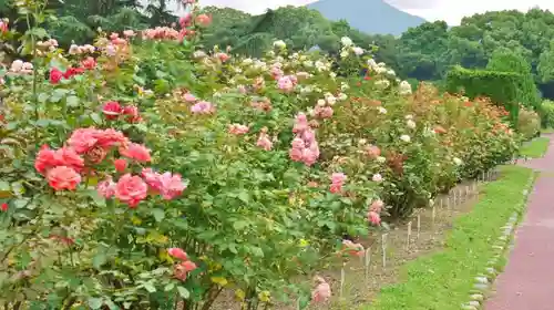 半木神社の自然