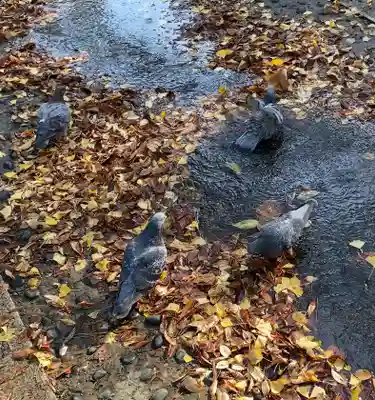 平塚八幡宮(神奈川県)