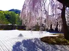 高台寺（高台寿聖禅寺・高臺寺）の庭園