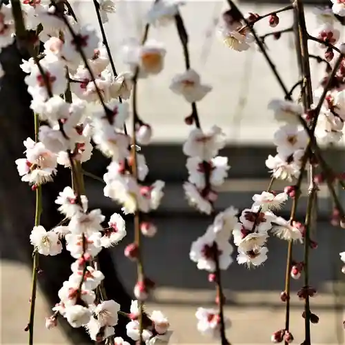 小名浜諏訪神社 ～海の鎮守様～の自然