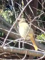 星宮神社の動物