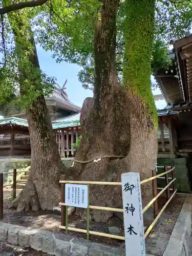 焼津神社(静岡県)