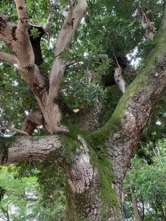 芦屋神社の自然