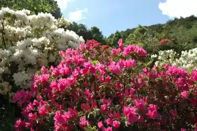 五大尊堂(長徳寺)の自然