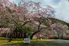 醍醐寺(京都府)