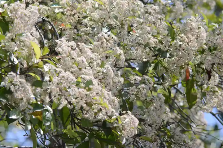 鷺森神社(京都府)