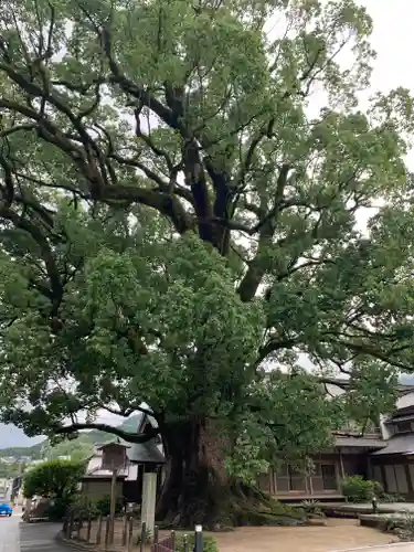 太宰府天満宮の自然