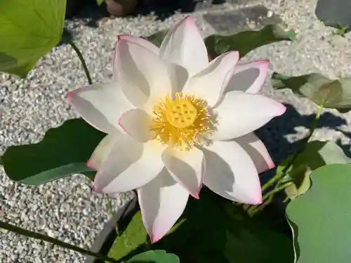 普門寺(切り絵御朱印発祥の寺)の自然