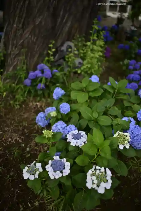 磐井神社の自然