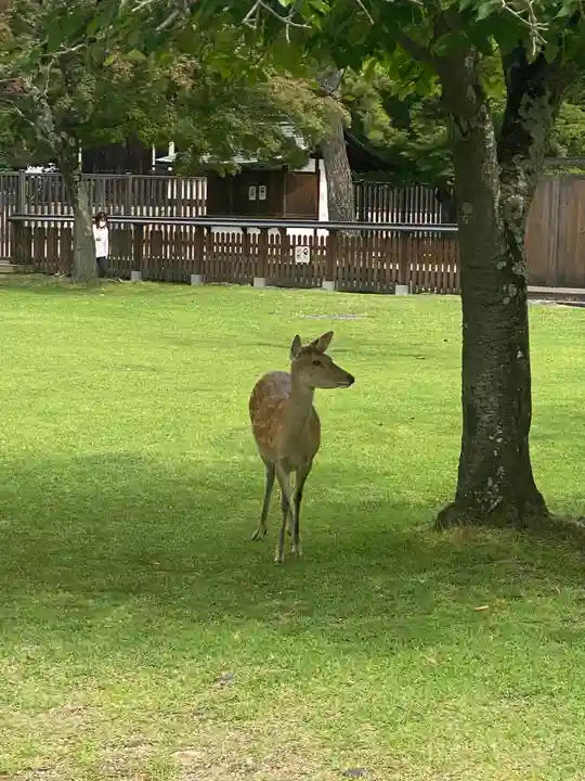 興福寺 北円堂の動物