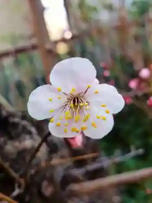 本郷氷川神社(東京都)