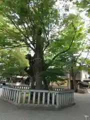 高城神社の自然