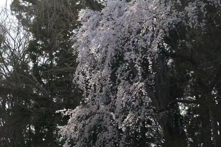 三春大神宮の自然
