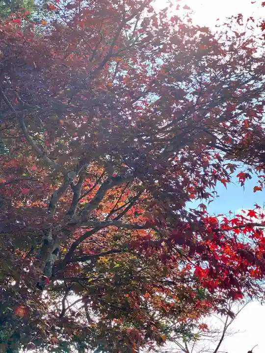 京都乃木神社の自然