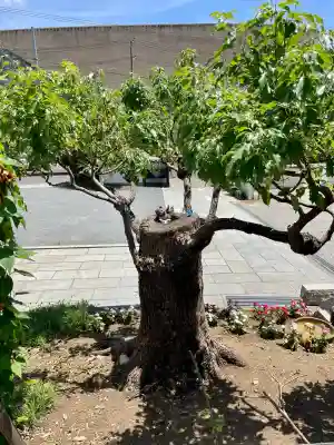 浄土宗 光明山 大蓮寺(照曜会館)(神奈川県)
