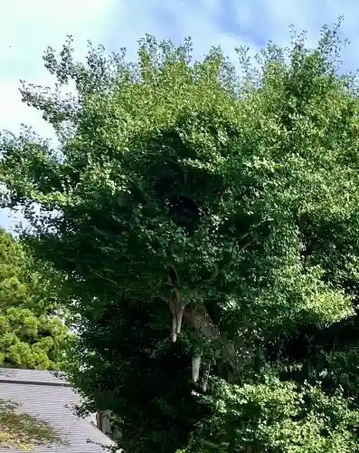 村山浅間神社(静岡県)