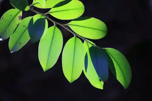 阿久津「田村神社」（郡山市阿久津町）旧社名：伊豆箱根三嶋三社の自然