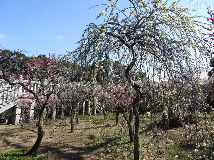 道明寺天満宮の自然