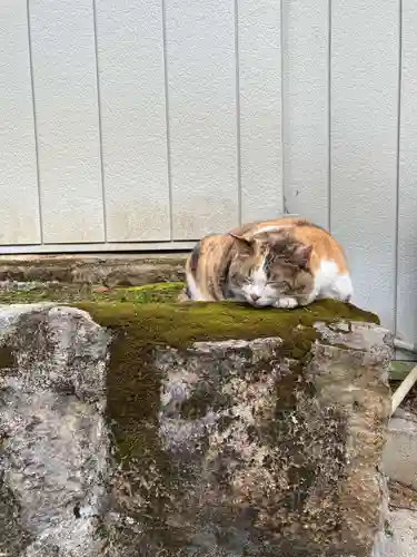 賀茂別雷神社の動物