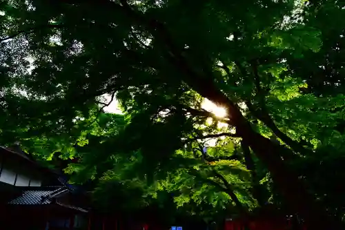 日吉大社の自然