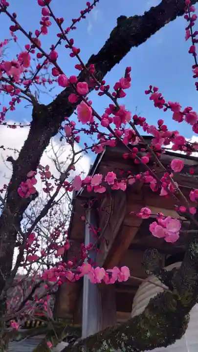 北野天満宮の自然