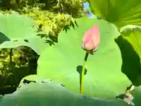 伊勢の国 四天王寺の自然