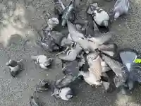 開口神社の動物