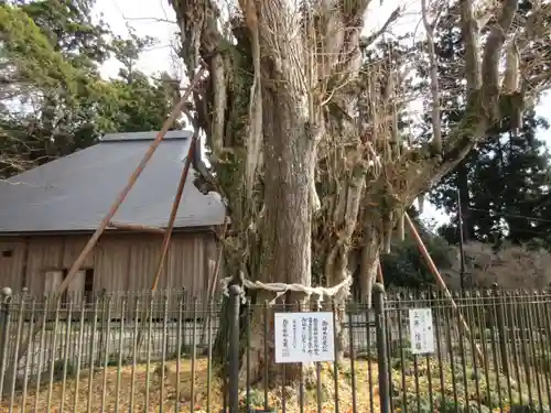 村山浅間神社の自然