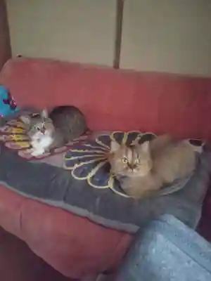 大船観音寺の御朱印