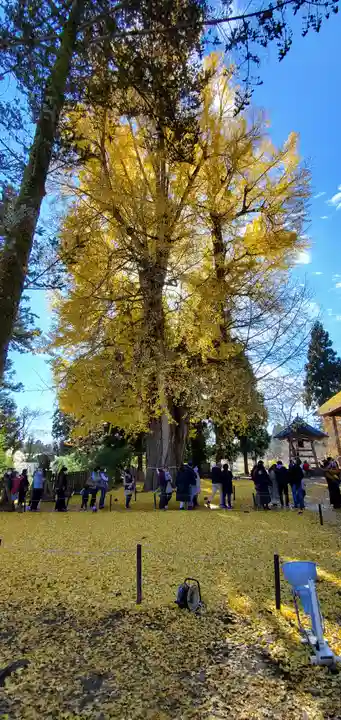 新宮熊野神社の自然