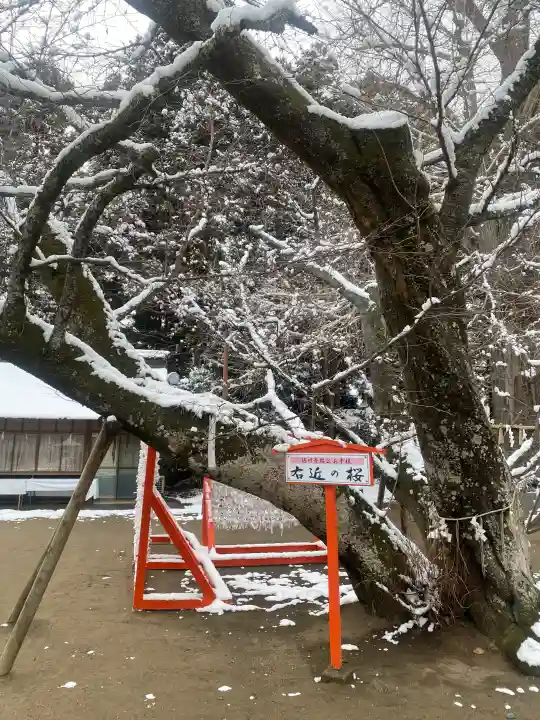 水戸八幡宮の{uncategorized: "未分類", other: "その他", undefined: "問題あり", building: "その他建物", grave: "お墓", sacred_gate: "鳥居", guardian: "狛犬", statue: "像", buddha: "仏像", history: "歴史", nature: "自然", garden: "庭園", animal: "動物", pagoda: "塔", temizu: "手水舎", mountain_gate: "山門・神門", sanctuary: "本殿・本堂", subordinate: "末社・摂社", art: "芸術", scenery: "景色", jizo: "地蔵", ema: "絵馬", goshuin: "御朱印", omikuji: "おみくじ", items: "授与品その他", amulet: "お守り", goshuincho: "御朱印帳", eats: "食事", festival: "お祭り", votive_dance: "神楽", shichigosan: "七五三参", wedding: "結婚式", experience: "体験その他", initially: "初詣", around: "周辺", anti_infection: "感染症対策"}