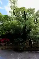 浜松八幡宮(静岡県)