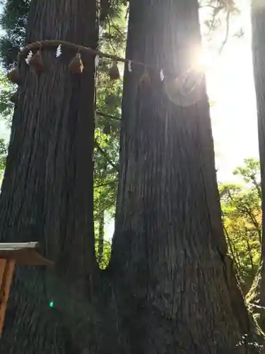 日枝神社の自然