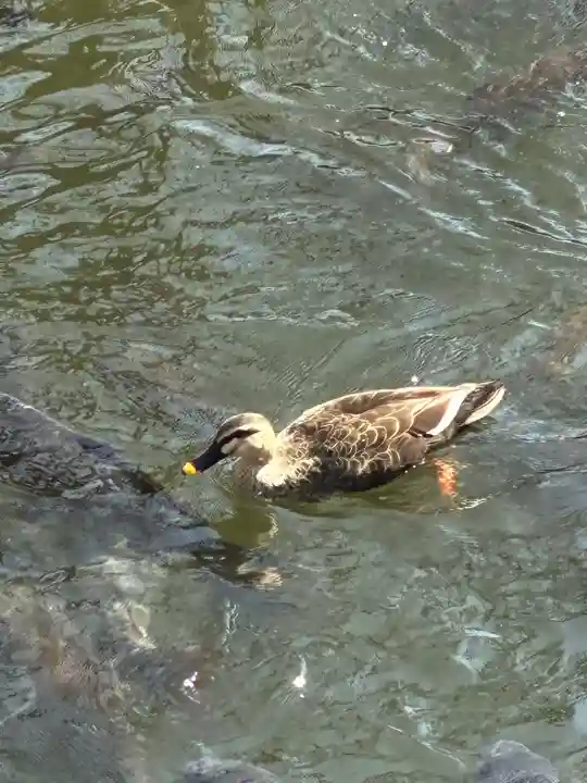 三嶋大社の{uncategorized: "未分類", other: "その他", undefined: "問題あり", building: "その他建物", grave: "お墓", sacred_gate: "鳥居", guardian: "狛犬", statue: "像", buddha: "仏像", history: "歴史", nature: "自然", garden: "庭園", animal: "動物", pagoda: "塔", temizu: "手水舎", mountain_gate: "山門・神門", sanctuary: "本殿・本堂", subordinate: "末社・摂社", art: "芸術", scenery: "景色", jizo: "地蔵", ema: "絵馬", goshuin: "御朱印", omikuji: "おみくじ", items: "授与品その他", amulet: "お守り", goshuincho: "御朱印帳", eats: "食事", festival: "お祭り", votive_dance: "神楽", shichigosan: "七五三参", wedding: "結婚式", experience: "体験その他", initially: "初詣", around: "周辺", anti_infection: "感染症対策"}