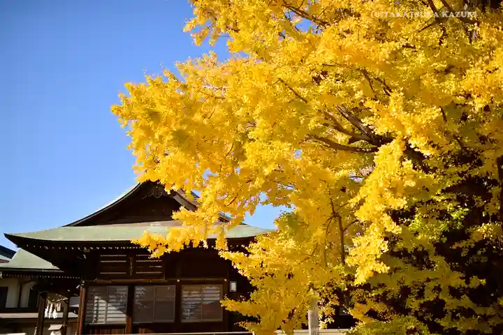 葛飾八幡宮の自然