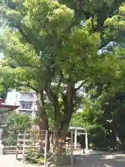 蒲田八幡神社の建物その他