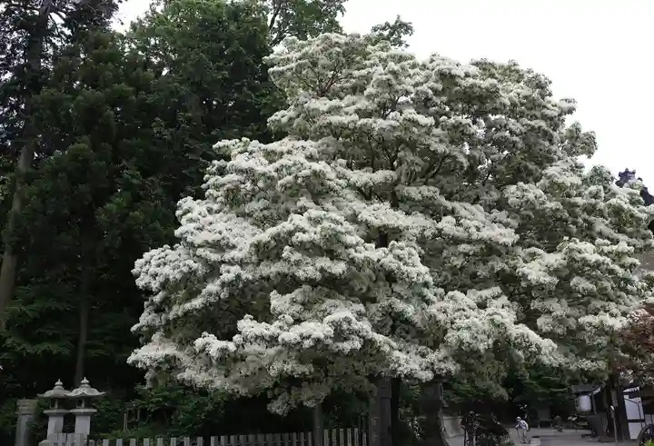 沙沙貴神社(滋賀県)